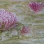 Water Lillies