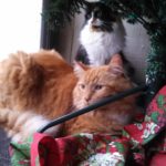 oscar-and-zora-christmas-2016